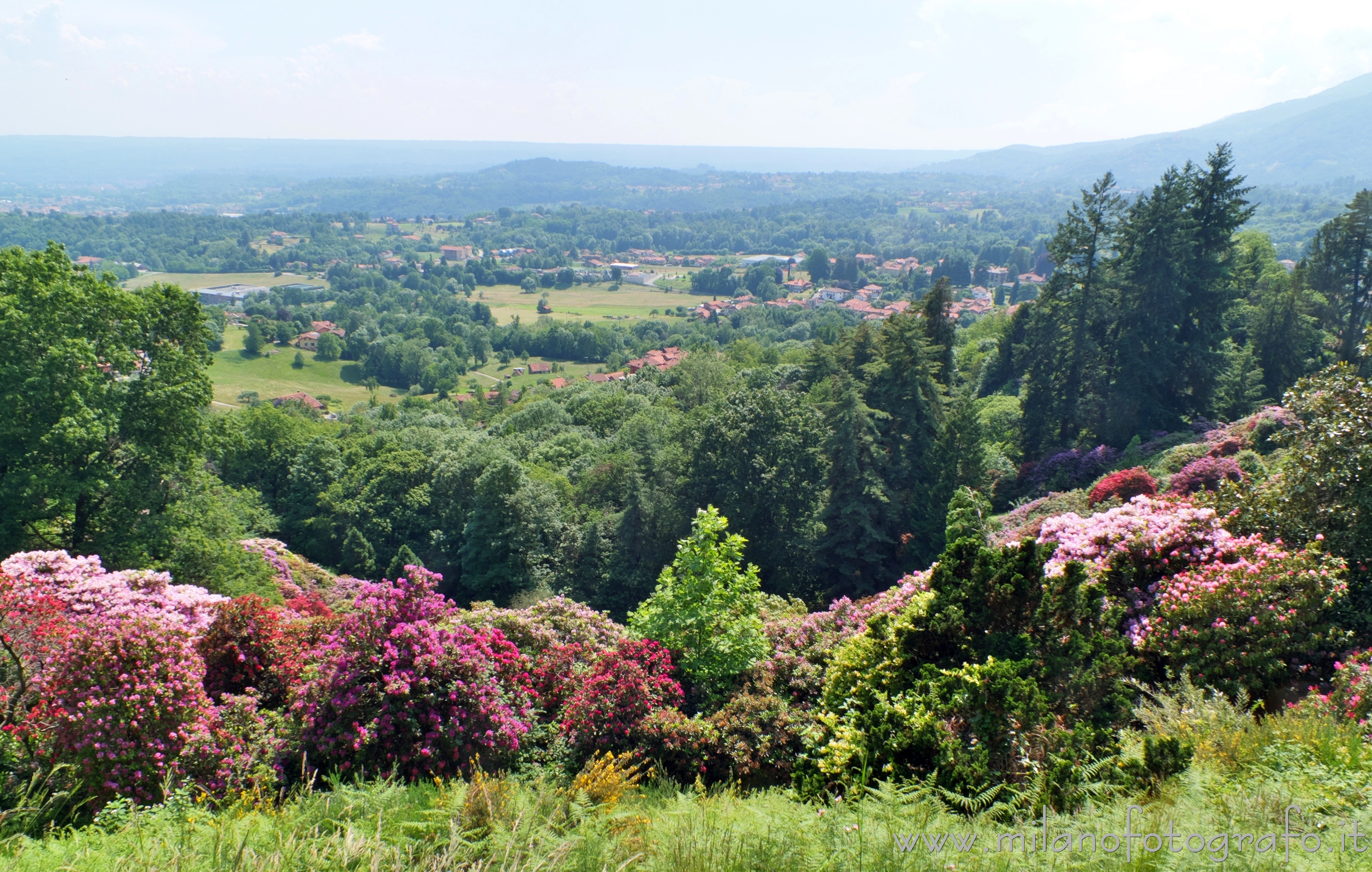 Pollone (Biella) - Vista sulla pianura incorniciata da rododendri in fiore nel Parco Burcina